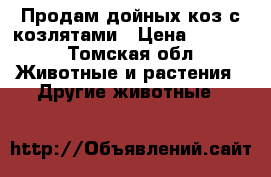 Продам дойных коз с козлятами › Цена ­ 8 000 - Томская обл. Животные и растения » Другие животные   